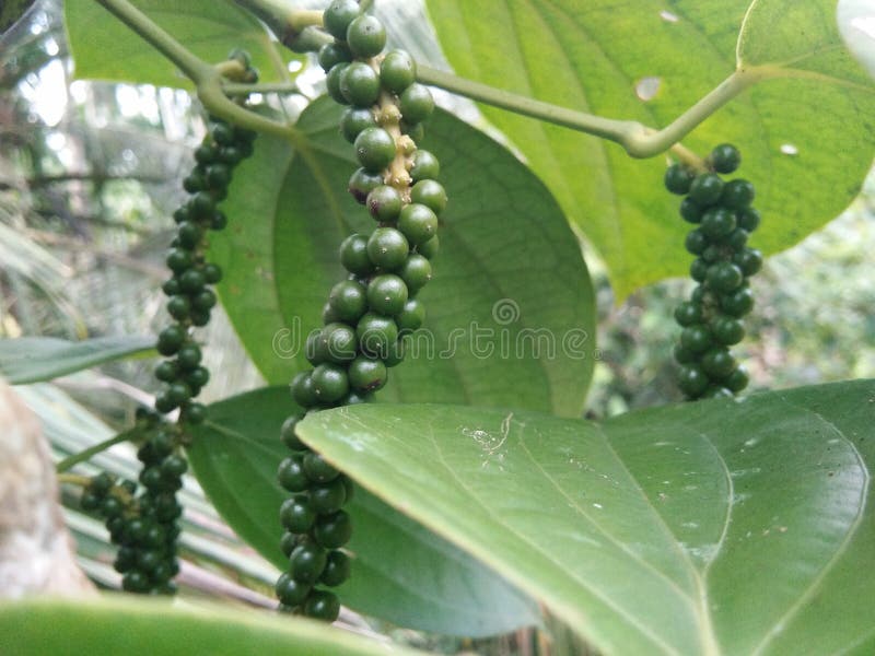 6,197 Black Pepper India Stock Photos Free & RoyaltyFree Stock