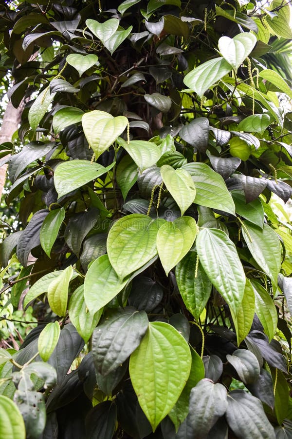 Black Pepper Farm / Black Pepper Plantation Stock Photo Image of
