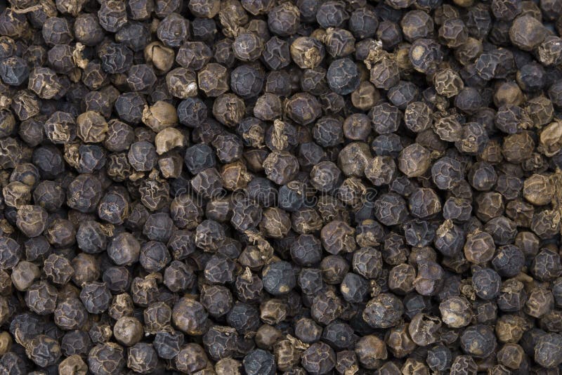 Black Pepper Grain stock image. Image of isolated, cookery 22760587