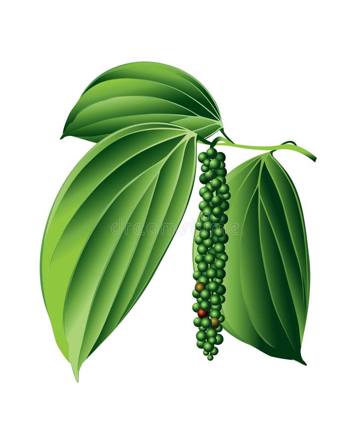 Black pepper plant stock vector. Illustration of pearl 25949039