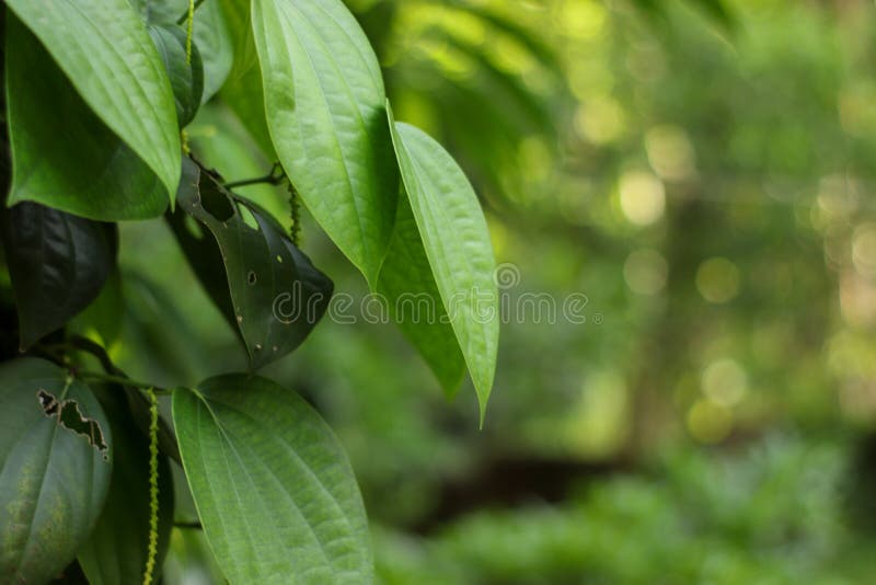 Black Pepper Plant Close Up Leaves and Blur Background Stock Image