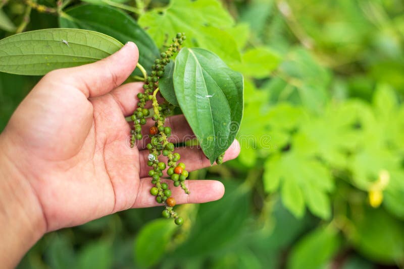 Fresh black pepper on tree stock image. Image of green 187091469