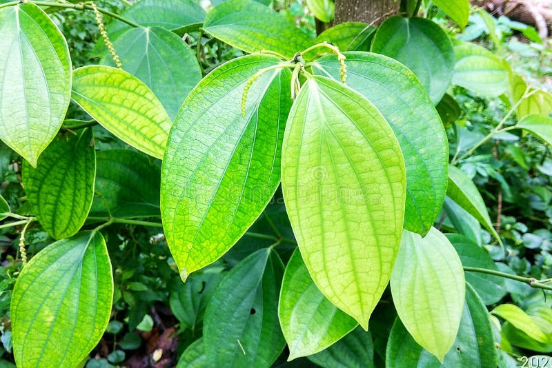Black Pepper Plant in India Stock Image Image of text, cultivation
