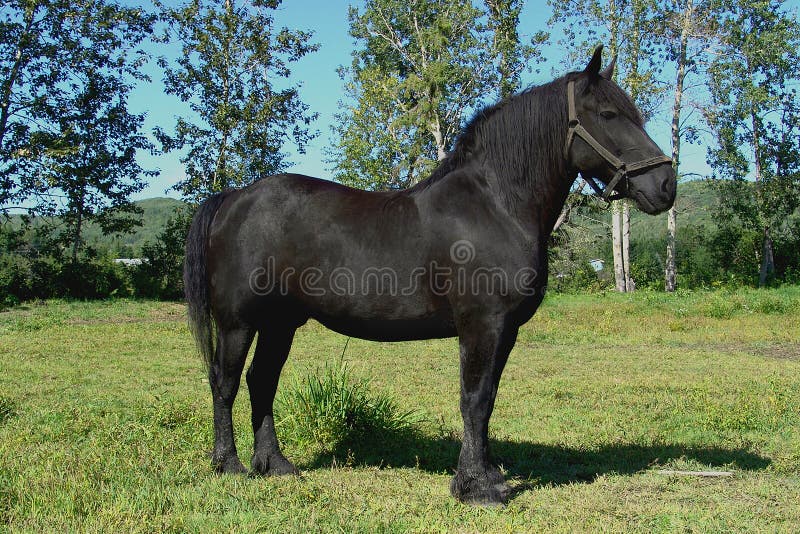 black draft horse breeds