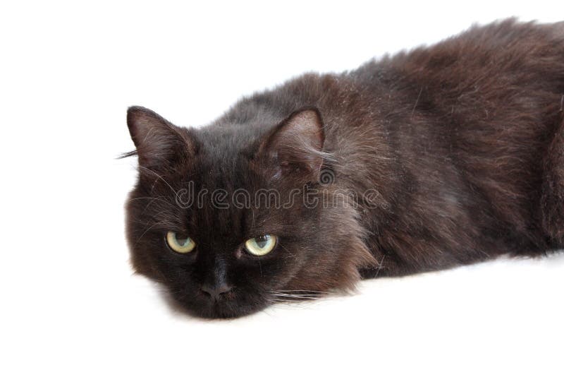 Angry Cat Stock Photos and Images - 123RF