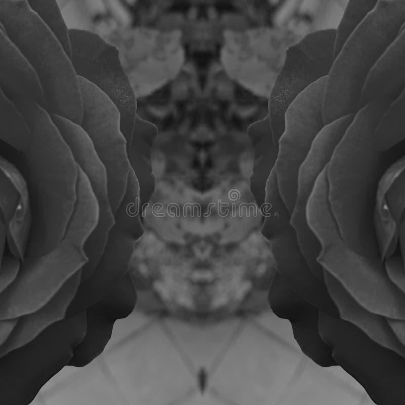 Black Rose Petals Closeup Abstract Art Stock Photo Image of black