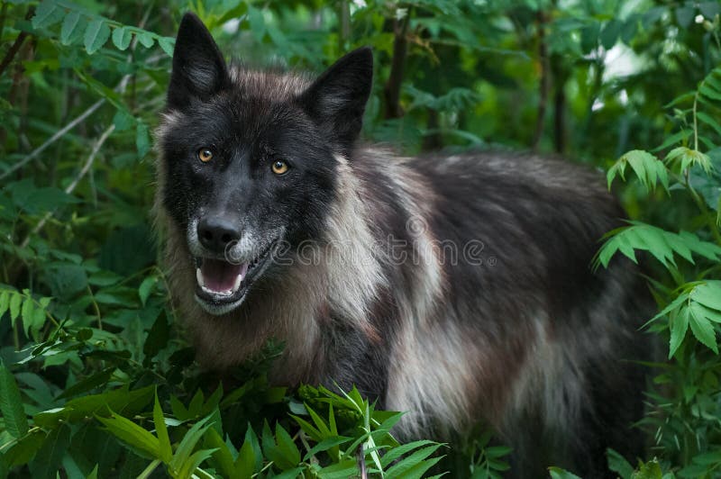 Black Phase Grey Wolf (Canis Lupus) in Greenery Stock Photo Image of
