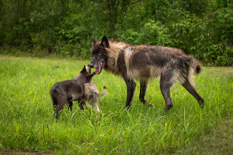 Black Phase Grey Wolf Canis Lupus Greeted by Pups Stock Photo Image