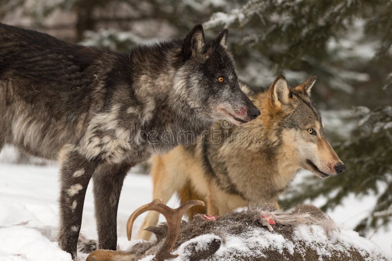 Black Phase and Grey Wolf Canis lupus Looks Right Over White-Tail Deer Carcass Winter stock images Black Phase and Grey Wolf Canis lupus Looks Right Over White-Tail Deer Carcass Winter stock images