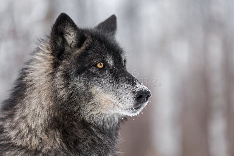 Black Phase Grey Wolf Canis lupus Looks to the Right