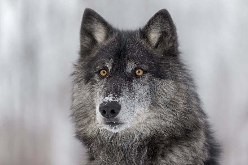 Black Phase Grey Wolf Canis lupus Portrait