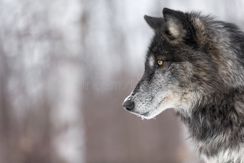 Black Phase Grey Wolf Canis lupus Profile Copy Space