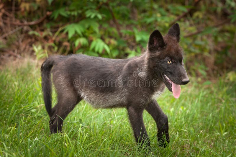 Black Phase Grey Wolf (Canis Lupus) & Pup Stands in Grass Stock Photo