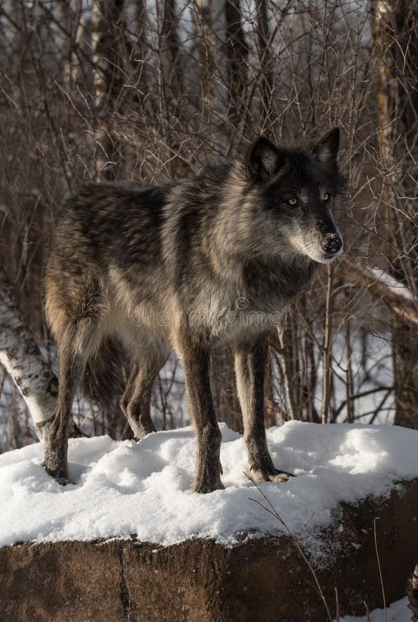 Black Phase Grey Wolf Canis Lupus Standing Atop Snow Covered Rock ...