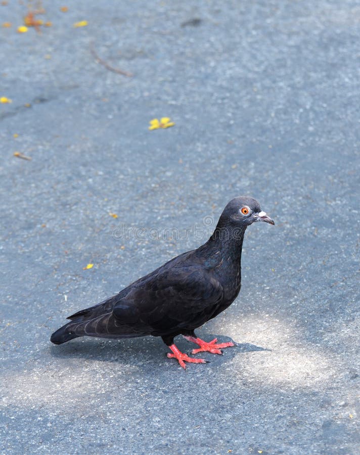 Black pigeon stock photo. Image of nature, beak, dove 66358550