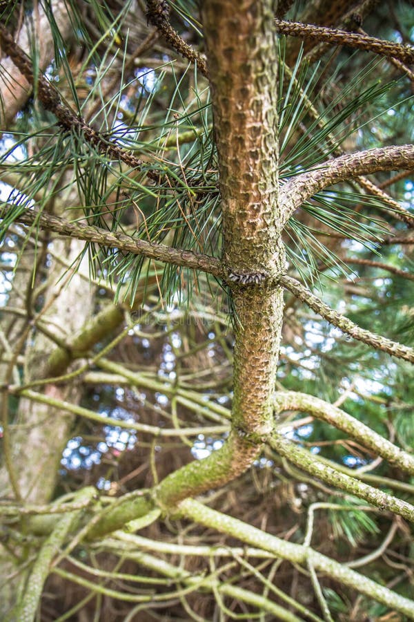Black pine tree stock photo. Image of festivities, black 146401742