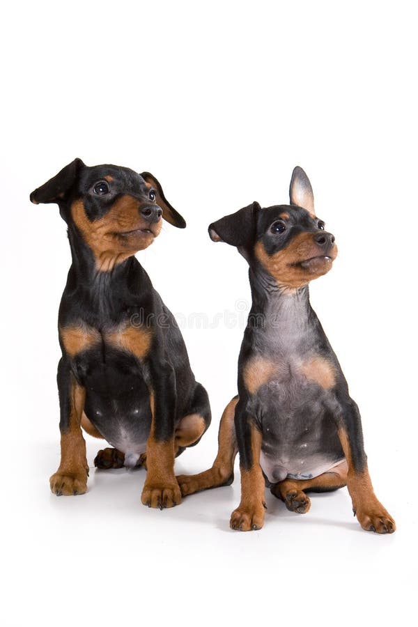 Black pinscher puppy stock images