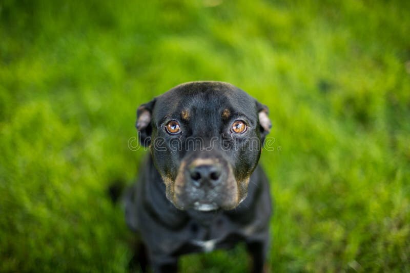 Black pit bull with puppy eyes royalty free stock photo