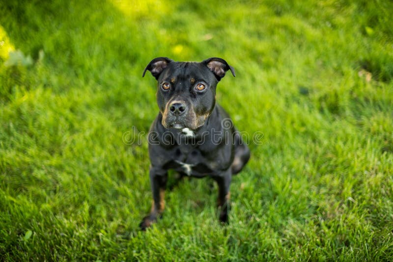 Black pit bull sitting with puppy eyes stock image