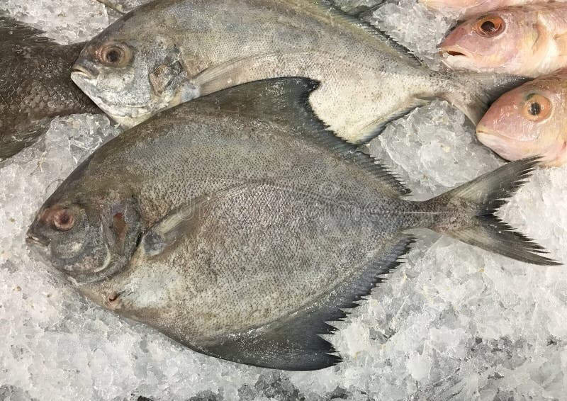 Black pomfret fish on ice stall