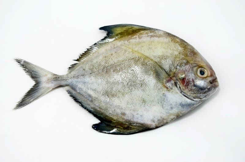 Black Pomfret