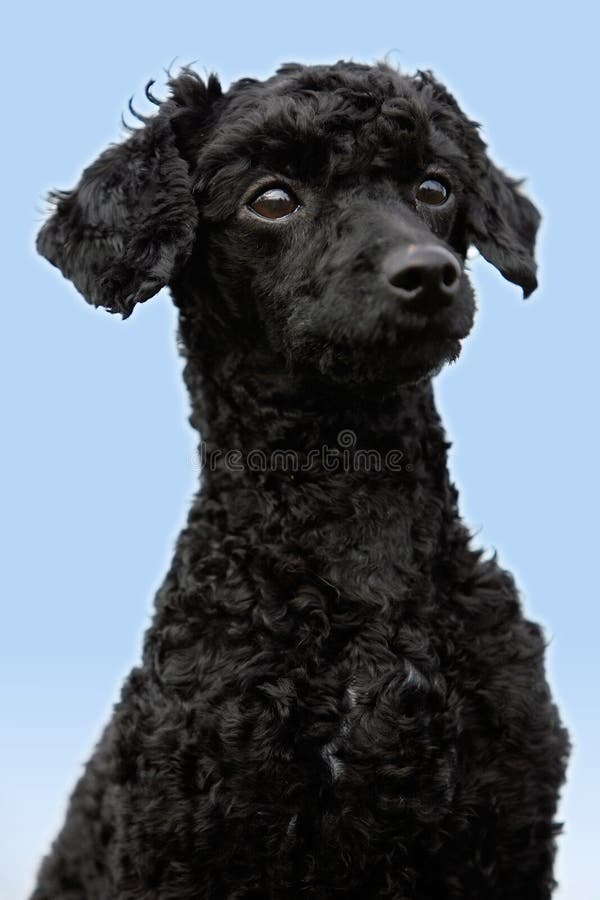 Black toy poodle stock image. Image of canine, black 17004495