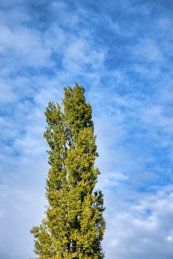 Crown of a black poplar Populus nigra var. Italica