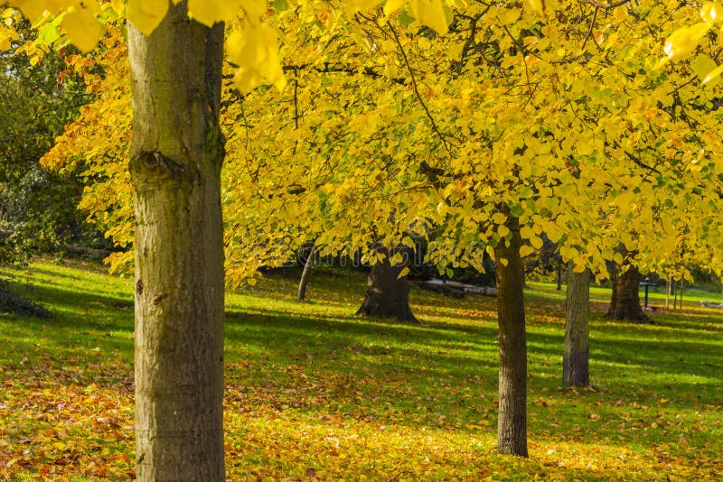 Black Poplar stock image. Image of fall, environment 92237023