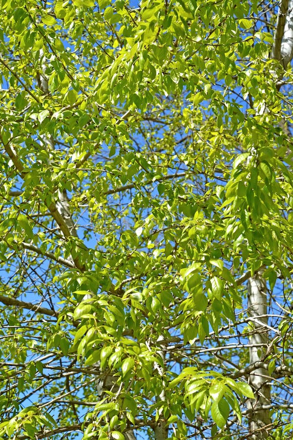 Black poplar, poplar Populus nigra L.. Crown fragment with young foliage.