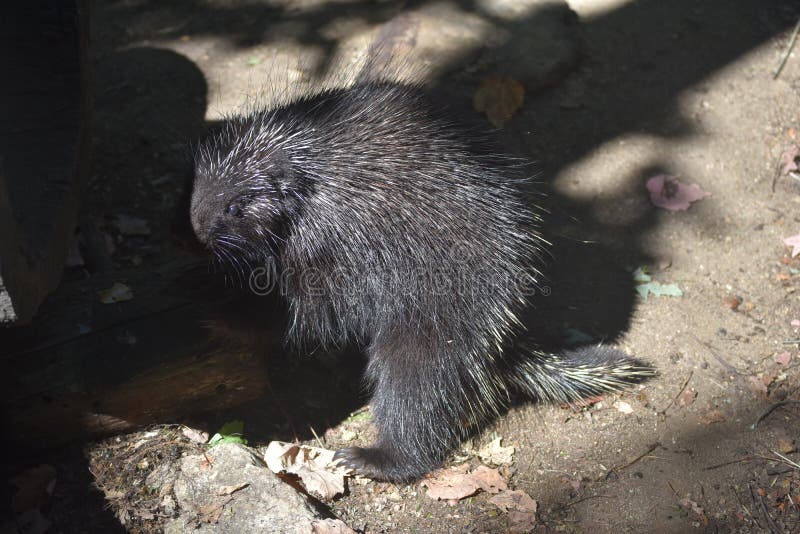 Black porcupine standing on its hind legs in the shade stock images Black porcupine standing on its hind legs in the shade stock images
