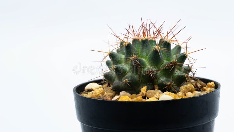 Black potted round cactus on white background royalty free stock image