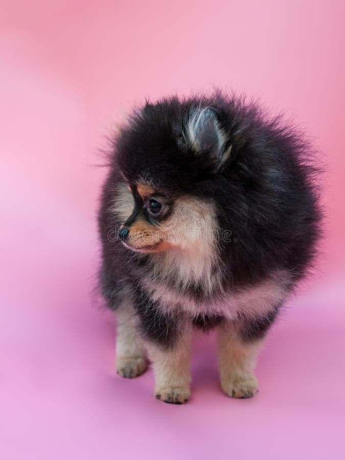 Black Pretty Pomeranian Puppy on the Pink Background Stock Image - Image of  cute, pomeranian: 192631295