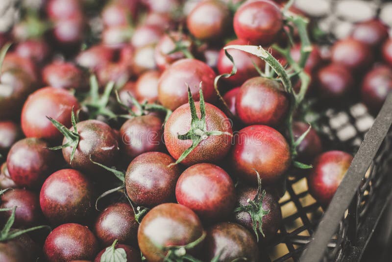 Black Prince Tomato. Background from a Tomato. Black Tomatoes