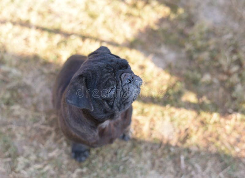 Black pug dog looking up in curiosity , looking for love and care. Black pug dog looking up in curiosity stock photos Black pug dog looking up in curiosity , looking for love and care. Black pug dog looking up in curiosity stock photos