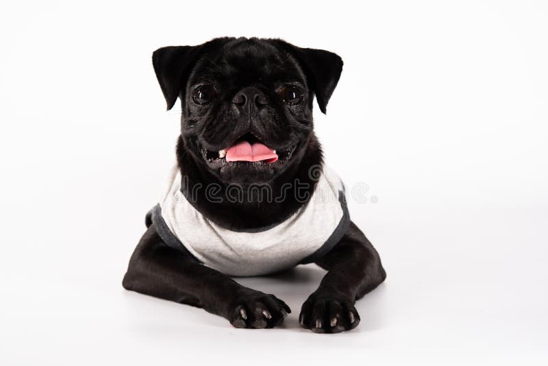 Black Pug Wear a White Dog Shirt Isolated on a White Background Stock