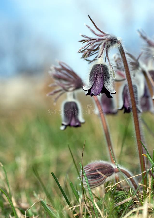 Black pulsatilla flowers