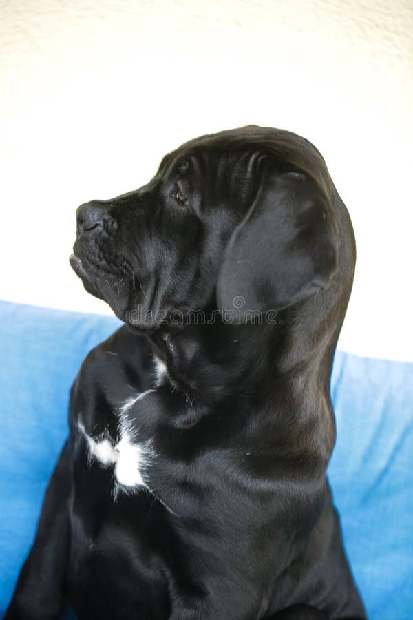 Black Puppy in Profile, Mixed Breed between Mastiff and Labrado Stock