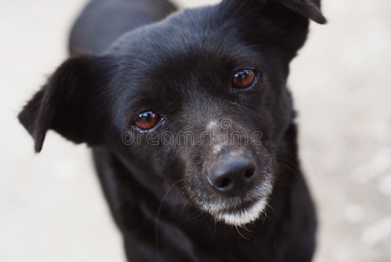 Homeless Lonely Black Puppy Stray Dog Face with lonely Eyes royalty free stock photo Homeless Lonely Black Puppy Stray Dog Face with lonely Eyes royalty free stock photo