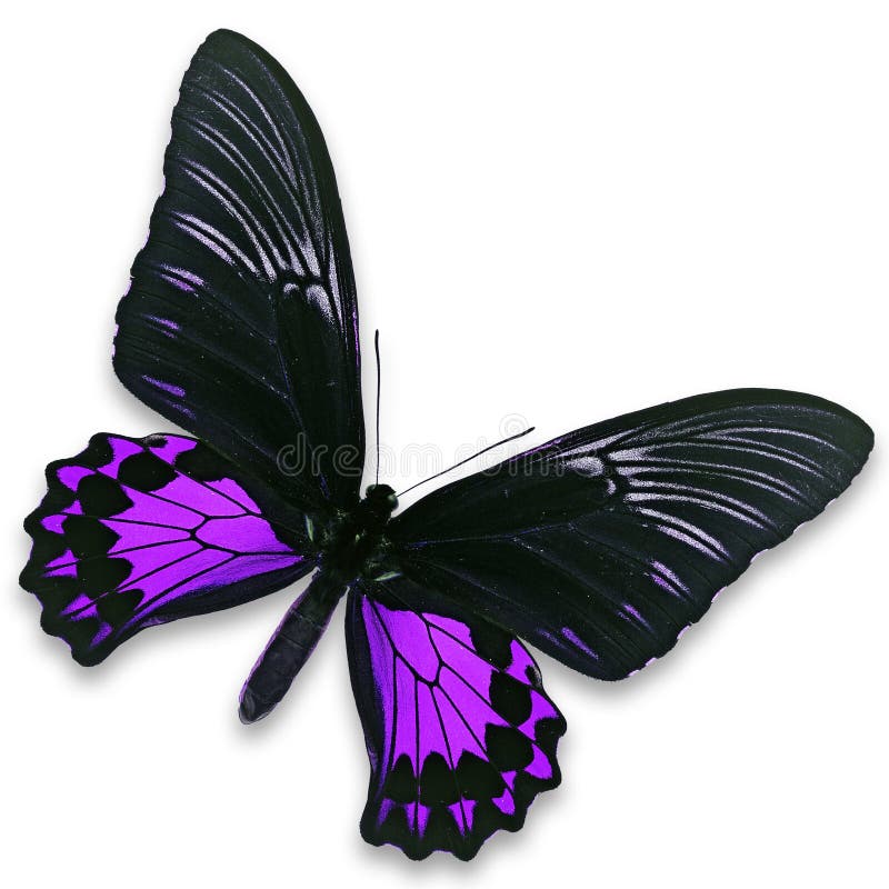 black and purple butterfly black and purple butterfly