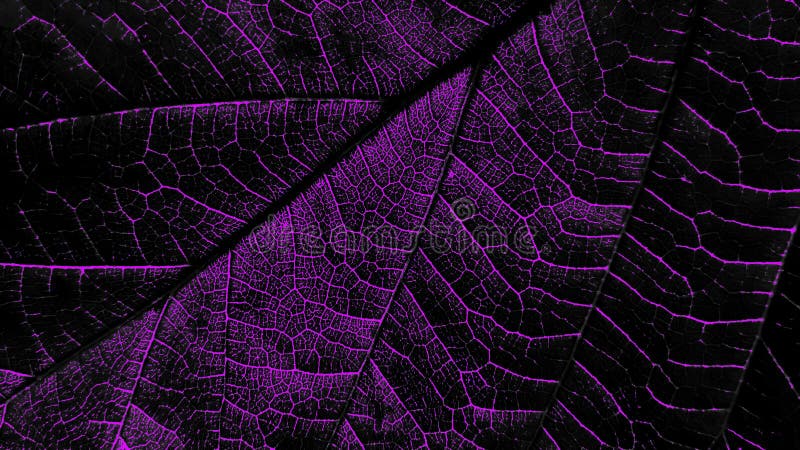 Cùng khám phá thiên đường màu tím với nền tảng lá tím và tím đen cực kỳ ấn tượng. Hình nền tím lá sẽ mang đến cho bạn cảm giác thư giãn và thăng hoa đầy tươi mới. Nhấn vào ảnh để chiêm ngưỡng nhé!