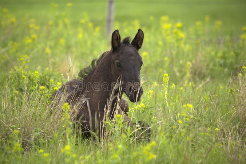 Black quarter horse foal laying in green pasture with yellow blossoms