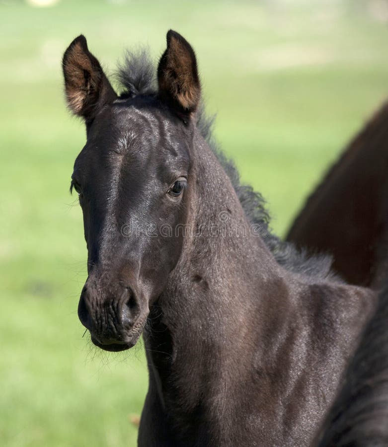 Black Quarter horse foal in the pasture