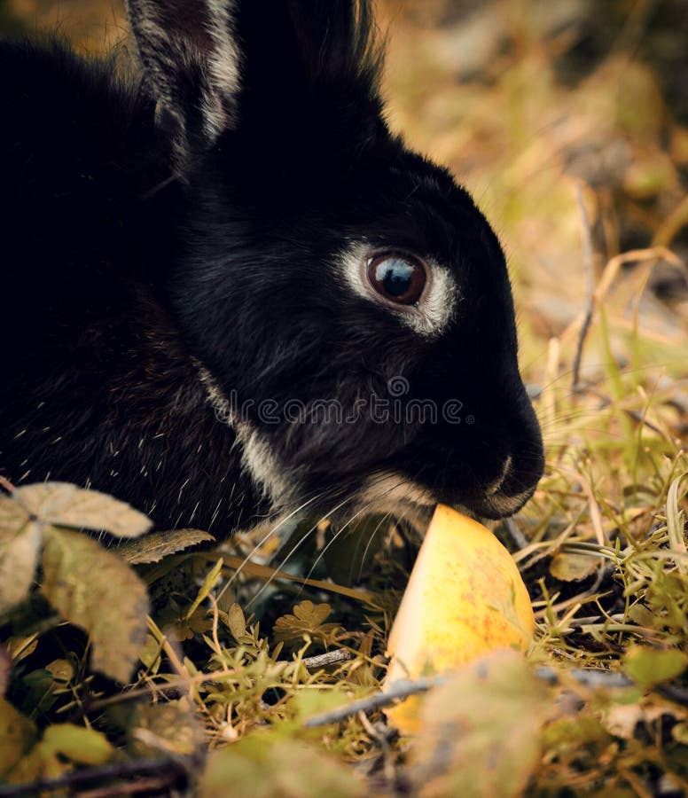 Rabbit eating an apple stock photo. Image of easter, alert 15506658