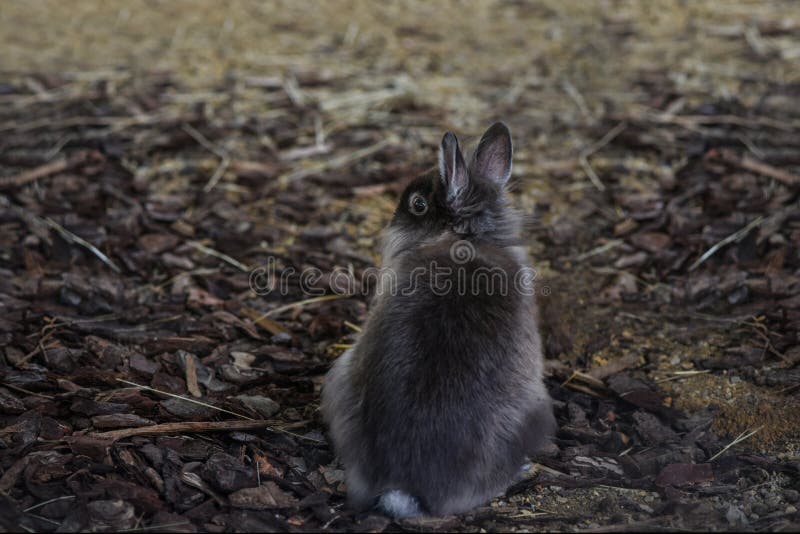 Black rabbit sitting back om natural background. stock photo Black rabbit sitting back om natural background. stock photo