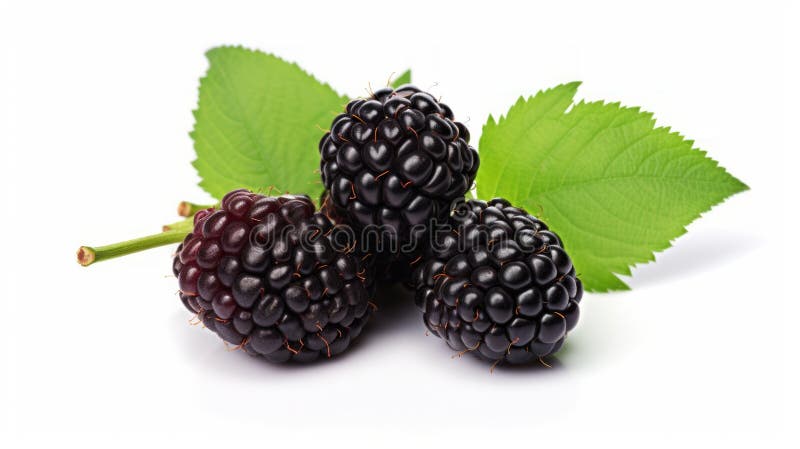 Black raspberries on light white background close up. Neural network ai generated art