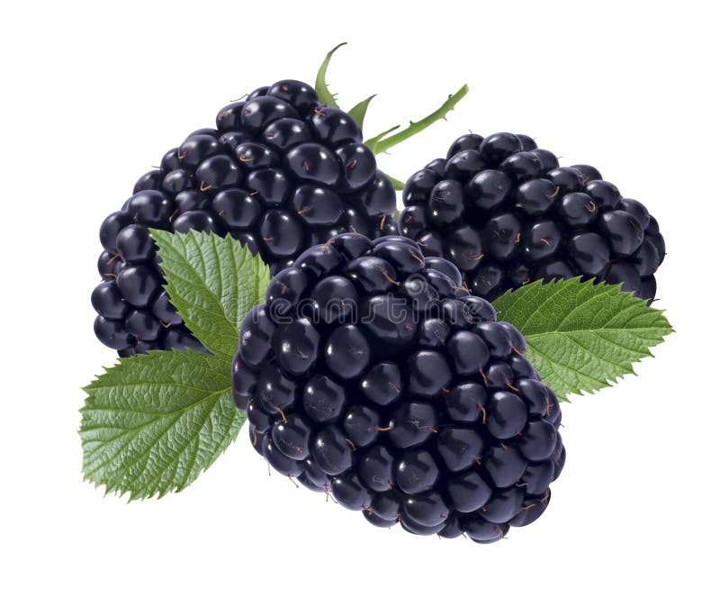 Black raspberry isolated on white background stock photos Black raspberry isolated on white background stock photos