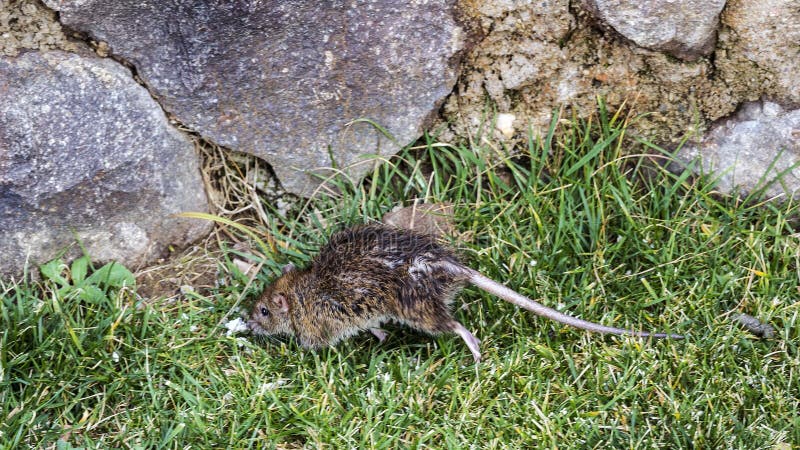 Black Rat on Lawn