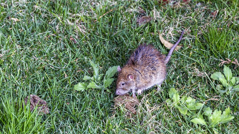 Black Rat on Lawn