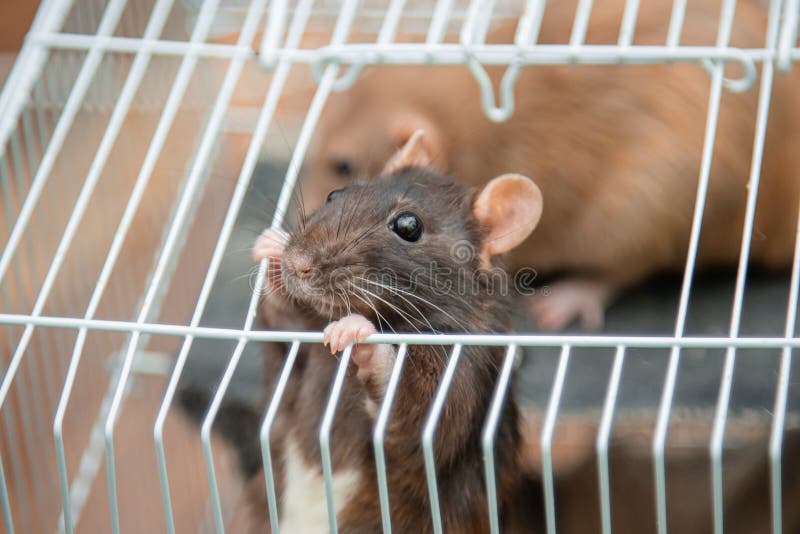 A Black Rat Looks Out of an Open Cage Stock Photo Image of grating