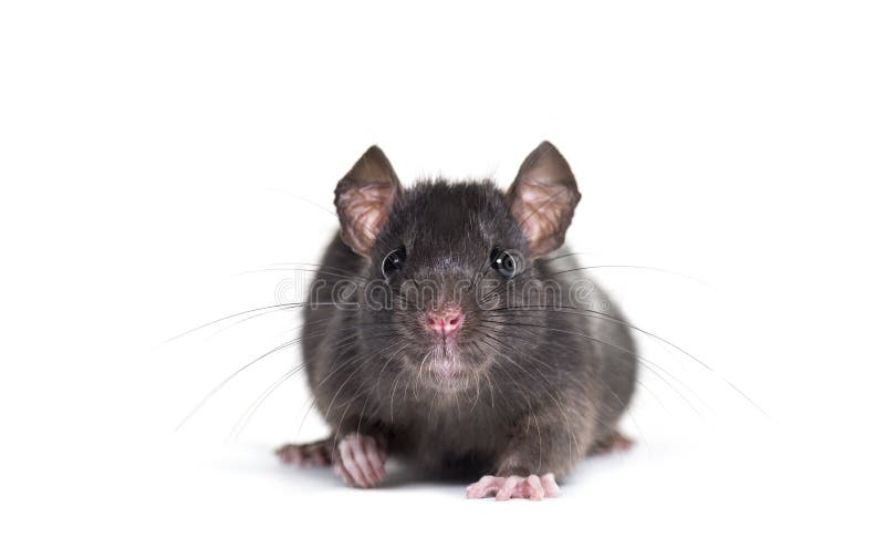 Black Rat, Rattus Rattus, Sitting in Front of White Background Stock